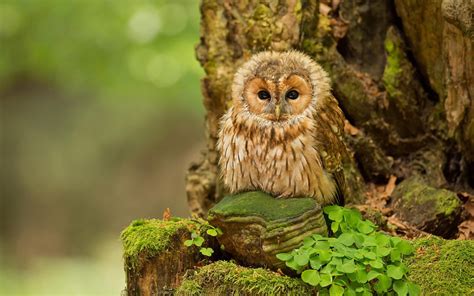 木動物|森林生物情報データ一覧